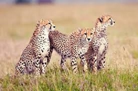 Serengeti national park migration safaris
